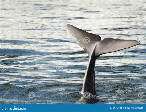 Dolphin Flipper stock image. Image of environment, tail - 3972401