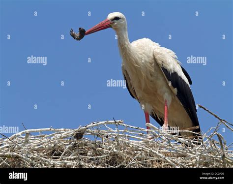 White Stork Ciconia Ciconia Stock Photo Alamy