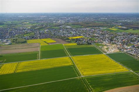 Hamm von oben Feld Landschaft gelb blühender Raps Blüten in Hamm im