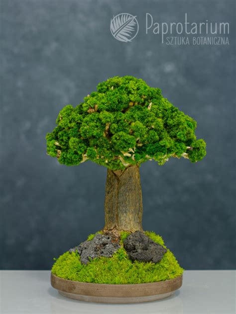 Sztuczne Drzewko Bonsai Ma E