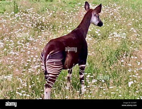 An Okapi, endangered wildlife found in the rainforest, Congo Basin, Democratic Republic of Congo ...