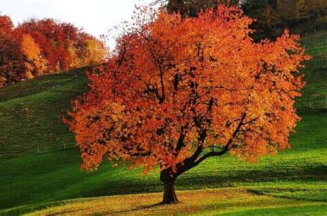 The Best Autumn Trees In Australia | Lawn.com.au