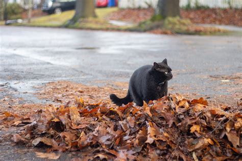 Henrietta Investigating Leaves Scott Weber Flickr