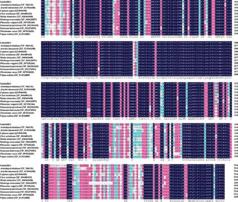 Multiple Sequence Alignment Of The Predicted Gmsnrk Protein With Its