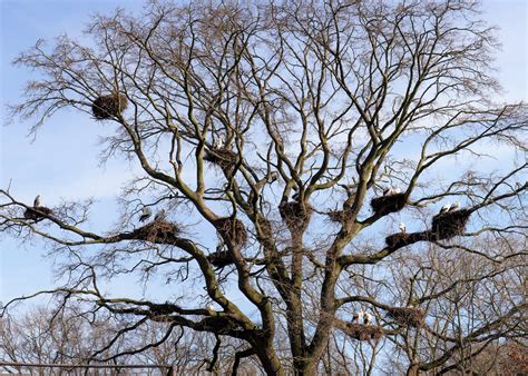 Erste Wildst Rche Im Tierpark Sind Zur Ck Tierpark Nordhorn