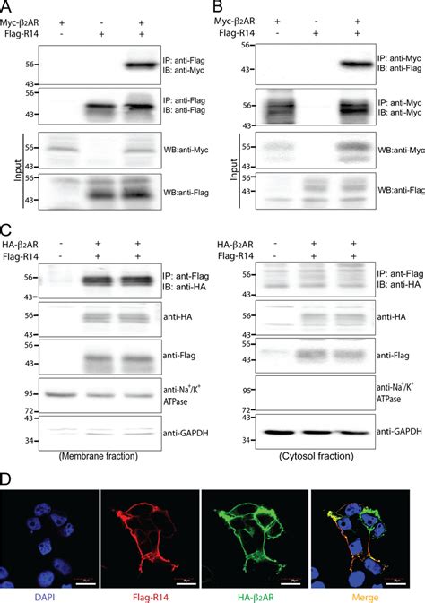 Tas R And Ar Co Immunoprecipitate And Co Localize Hek T Cells