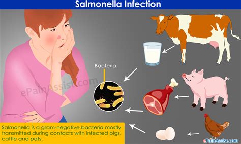 Salmonelleninfektion Symptome Und Behandlung Medde