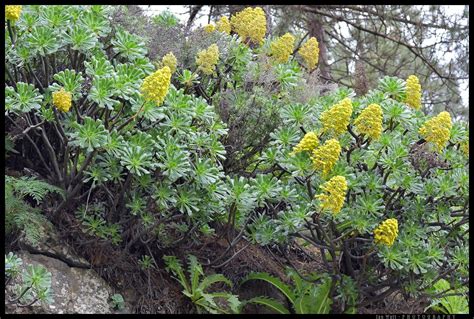 flora of the canary islands - brooklandsplants