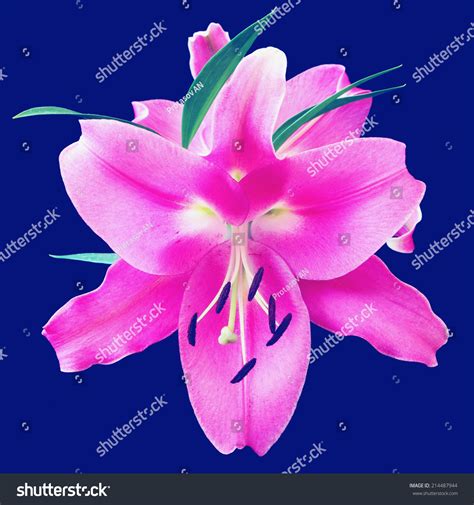 Lily Flower Blue Background Stock Photo 214487944 Shutterstock