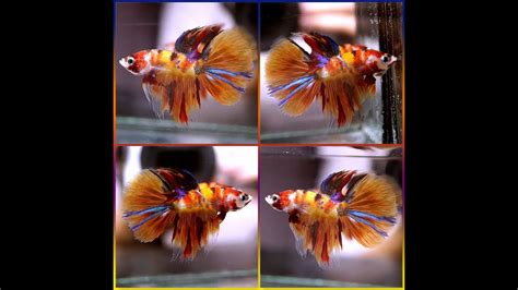 Betta Fish Hybrid Fancy Nemo Colors Koi Crowntail Halfmoon Cthm Male