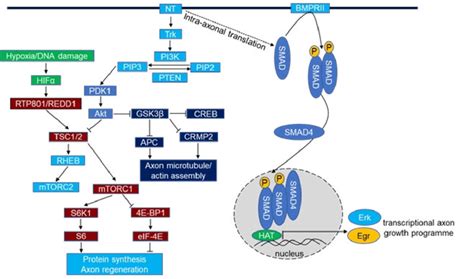 Crosstalk Of Neurotrophin And Bmp Signalling In Rgcs Neurotrophins