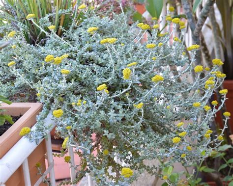 Helichrysum Silver Moon Balcone Fiorito Il Blog Del Giardinaggio