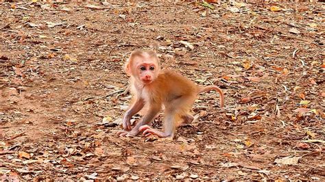 Luna Leave Her Baby Lucie Walk Alone For A Short Time While Angela Came