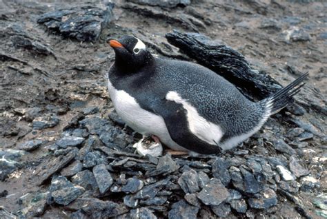 Picture of gentoo penguin on nest