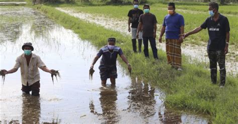 Pesawah Rugi Tanaman Padi Musnah Akibat Banjir Berita Harian