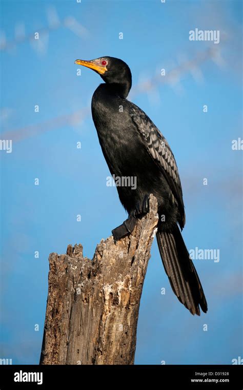 Long Tailed Cormorant Hi Res Stock Photography And Images Alamy