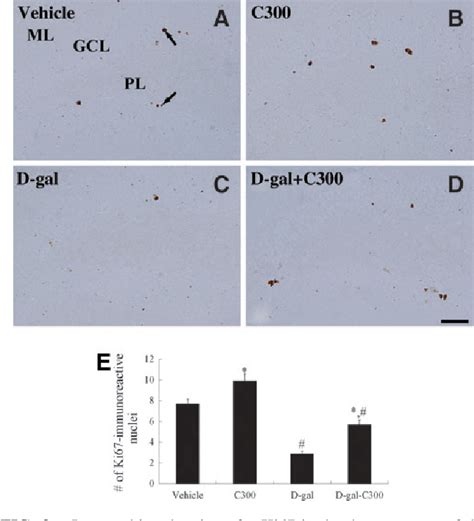 Figure 1 From Effects Of Curcumin Curcuma Longa On Learning And Spatial Memory As Well As Cell