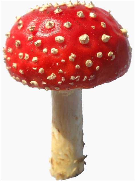 Fly Agaric Magic Mushroom Amanita Muscaria Sticker For Sale By