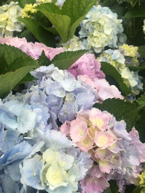 Garden Notes - Surfing Hydrangea Nursery, Inc.