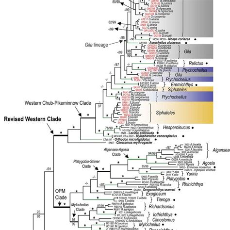 Phylogenetic Relationships Of All Specimens Analyzed According To Download Scientific Diagram