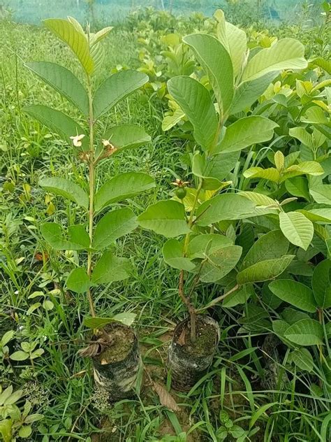 Full Sun Exposure Green Thai 1 Pink Guava Plant For Fruits At Rs 20