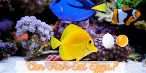 Can Fish Eat Eggs? (Safe or Not?)