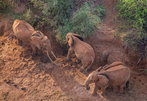 How To Age An African Elephant Tsavo Trust