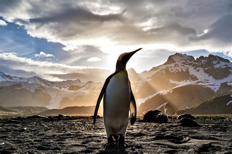 Lone Emperor Penguin 5k Retina Ultra HD Wallpaper | Hintergrund ...