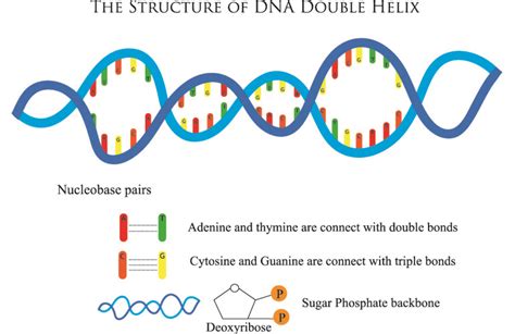 Restriction Enzyme Definition Function Types Britannica Off