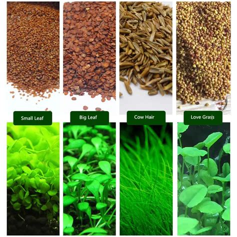 6 Pack Aquarium Plants Aquatic Water Grass Seeds Cow hair LOVE Lucky ...