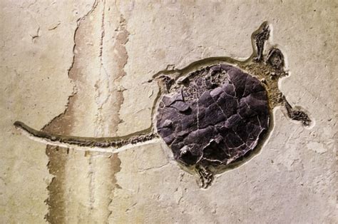 Extinct Reptiles and Amphibians - Reptiles Magazine