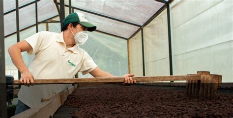 Ecuador Exporta Cacao Producido De Manera Sostenible Y Libre De