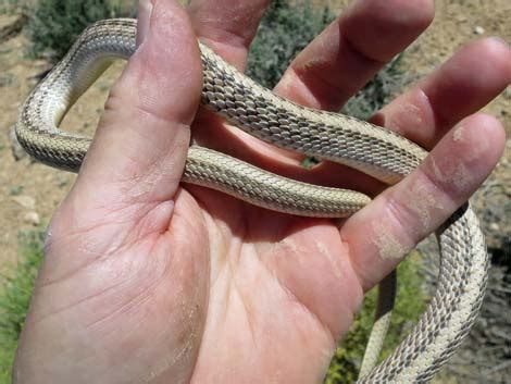 Wildlife Around Las Vegas Western Patch Nosed Snake Salvadora Hexalepis