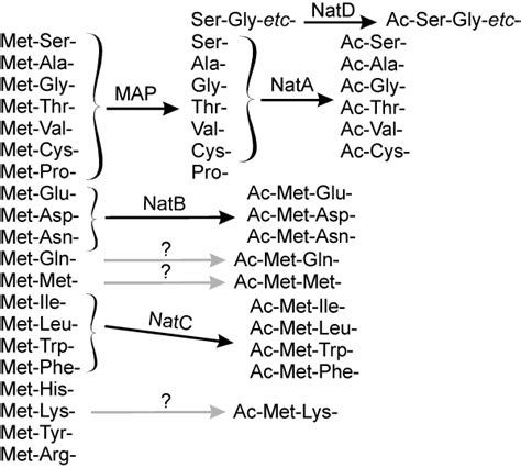 The Major Pathways Of N Terminal Processing In Eukaryotes Two