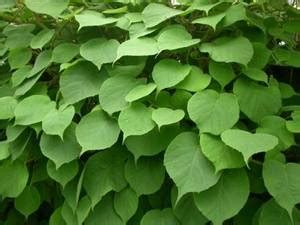 Actinidia chinensis Seeds £3.35 from Chiltern Seeds - Chiltern Seeds ...