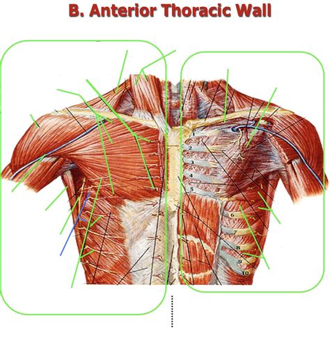 Anterior Thoracic Wall Part Diagram Quizlet