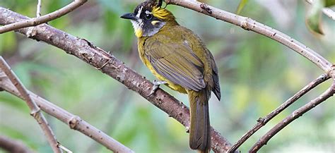 Yellow Eared Bulbul Pycnonotus Penicillatus Adventure Birding