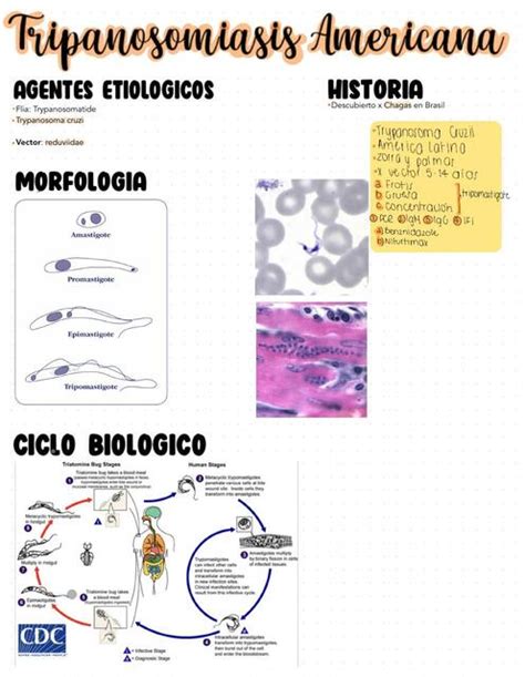 Enfermedad De Chagas Regi UDocz