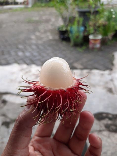 11 Amazing Health Benefits Of Rambutan Artofit