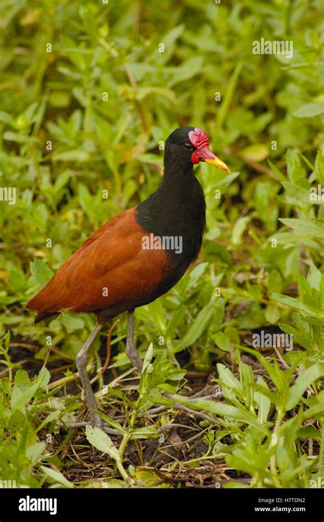 Wattled Jacana Jacana Jacana Portrait In Wetland Brazil Stock Photo