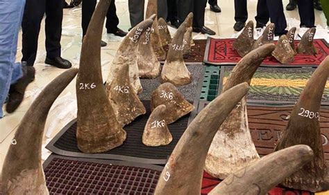 93kg Of Illegal Seized Horn Was Suspected As Rhino Horn Pledge For