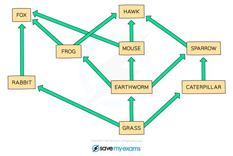 Food Webs Edexcel Gcse Biology Revision Notes