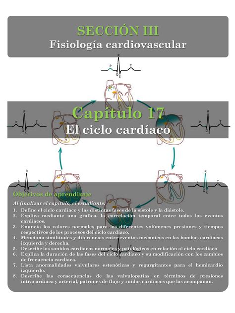 SOLUTION 17 El Ciclo Card Aco Studypool