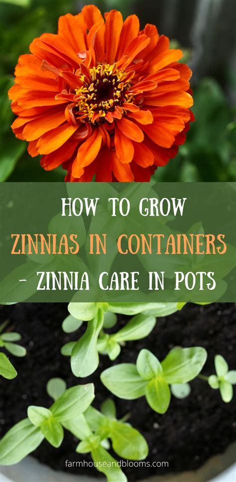 How To Grow Zinnias In Containers Zinnia Care In Pots Zinnia Garden