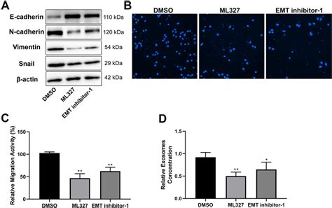 Emt Inhibitor Reduced Exosome Secretion In Flo 1 Cells A Western Blot