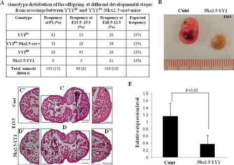 Critical Role Of Yy1 In Cardiac Morphogenesis Beketaev 2015