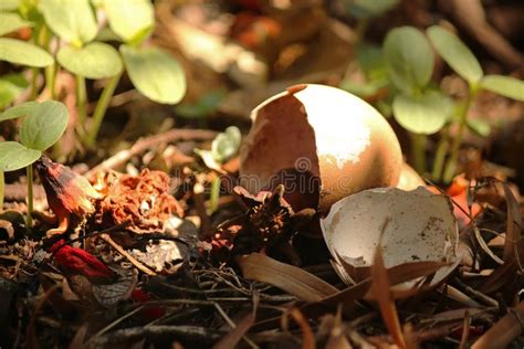 Eggshells On A Compost Heap Stock Photo Image Of Material Fresh