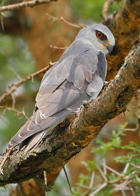 Black Winged Kite Elanus C Caeruleus Queen Elizabeth Np Flickr