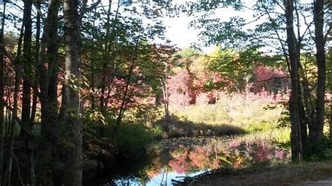 Autumn Trees at Hidden Valley Nature Center | Wiscasset Newspaper