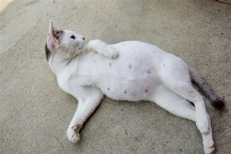 Tiempo de gestación en gatas Cuánto tarda una gata en dar a luz